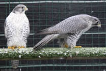 Falco rusticolus