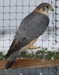Merlin | Falco columbarius